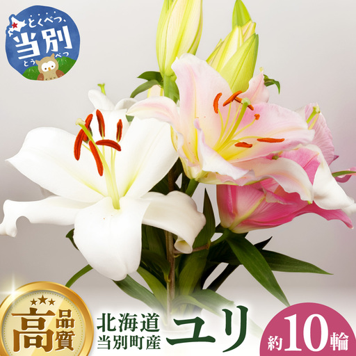 北海道当別町産ユリ | 花 ゆり 切花 農家直送 高品質 期間限定 北海道 当別町