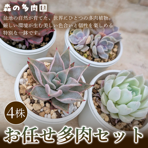 [初めての方にも育てやすい]色づきの美しい多肉植物お任せ多肉セット(4株) 1セット 多肉植物 多肉 植物 家庭菜園 初心者 簡単 厳選 無加温 美しい ハウス 色鮮やか 輸入苗 名張市特有 盆地気候 三重県 名張市