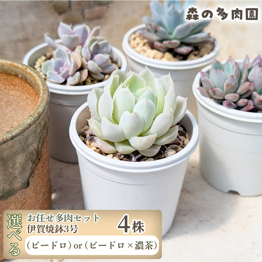 [伊賀焼の鉢がセット]色づきの美しい多肉植物・お任せ多肉セット(4株)・伊賀焼 スリット入りオリジナル陶器鉢 3号 1セット 多肉植物 多肉 植物 家庭菜園 初心者 簡単 伊賀焼 陶器鉢 厳選 美しい 色鮮やか 三重県 名張市 ビードロ