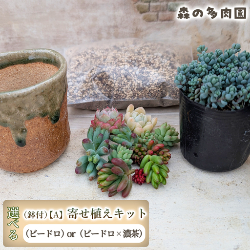 [届いてすぐ楽しめる!]多肉を育ててみたい方へのセット商品寄せ植えキット(鉢付)[A] ・苗・土・伊賀焼オリジナル陶器鉢2.5号 1セット 多肉植物 家庭菜園 伊賀焼 陶器鉢 土 苗 初心者 簡単 色鮮やか 三重県 名張市 ビードロ×濃茶