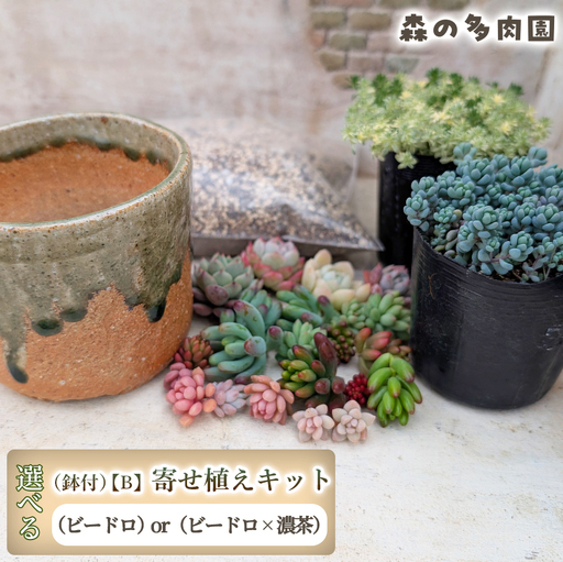 [届いてすぐ楽しめる!]多肉を育ててみたい方へのセット商品寄せ植えキット(鉢付)[B] ・苗・土・伊賀焼オリジナル陶器鉢3.0号 1セット 多肉植物 家庭菜園 伊賀焼 陶器鉢 土 苗 初心者 簡単 色鮮やか 三重県 名張市 ビードロ