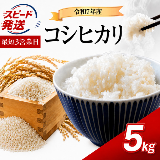 [精米] 令和7年産 こしひかり 5kg 精米 白米