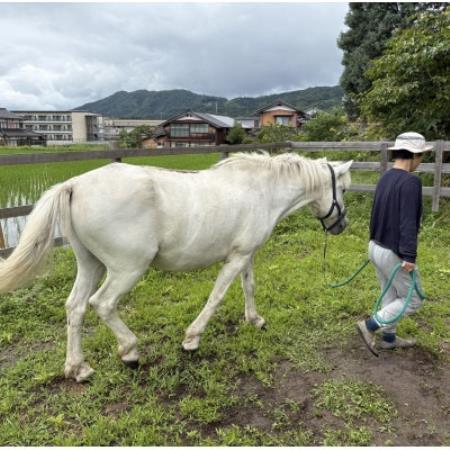 馬の暮らし体験(ホースセラピー)馬と触れあい散歩する1時間コース 1名様[京都府与謝野町]