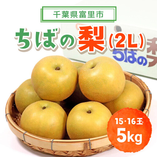 【2026年発送先行予約】【数量・期間限定】旬をお届け！富里市産 梨２L ５㎏（15,16玉）/ なし 梨 秋の味覚 産地直送 甘い 旨味 送料無料 期間限定 数量限定 JA JA富里 農協 ちば 千葉県産とみさと 富里 富里市 TMF009