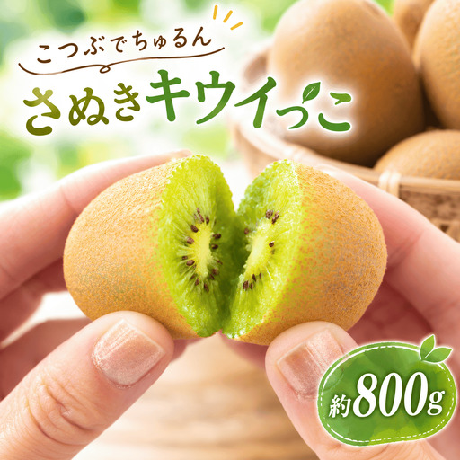 [11月順次発送]さぬきキウイっこ 800g キウイ 果物 フルーツ 香川県 丸亀市