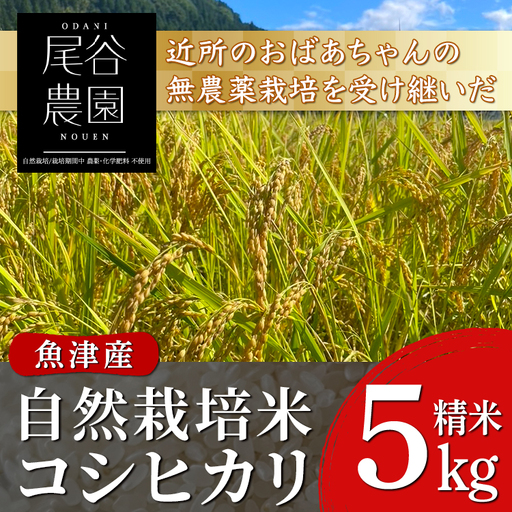 [早期予約][令和8年度産米]尾谷農園 自然栽培米コシヒカリ 精米5kg ※2026年10月〜発送