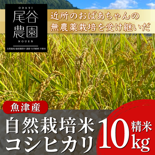 【早期予約】【12ヶ月定期便】【令和8年度産米】尾谷農園 自然栽培米コシヒカリ 精米10kg ※2026年10月～発送