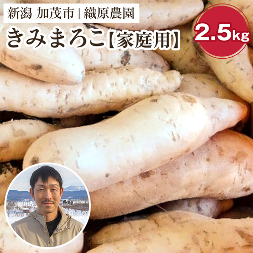 【2026年先行予約】【家庭用】新潟県 加茂市産 きみまろこ 2.5kg 《11月上旬～順次発送》 さつまいも サツマイモ 熟成 甘い 芋 焼き芋 天ぷら スイートポテトに！ 加茂市 織原農園 