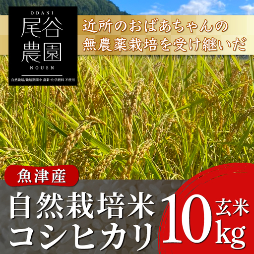 【早期予約】【6ヶ月定期便】【令和8年度産米】尾谷農園 自然栽培米コシヒカリ 玄米10kg ※2026年10月～発送