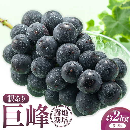 訳あり 巨峰 約2kg (5〜8房) 阿部ぶどう園