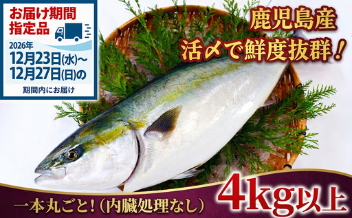 C3-8002 [予約販売・12月23日以降順次発送]鹿児島県産 ぶりまるごと1尾 4kg以上(内臓処理なし)