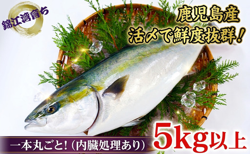 C3-8005／【予約販売・12月23日以降順次発送】鹿児島県産 ぶり まるごと1尾 5kg以上（内臓処理あり）