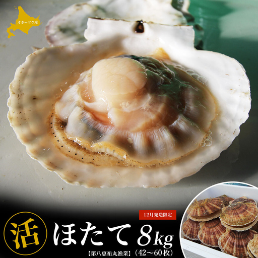 【12月発送限定】オホーツク産 『活』 ほたて 8kg（42枚～60枚） SRMN031