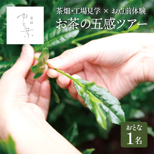 お茶の五感ツアー(大人1名) 見学 体験 茶畑 宇治茶 抹茶 手摘み お抹茶 茶 お茶 飲み比べ 抹茶スイーツ スイーツ [uj-FT005][茶舗ゆと葉]