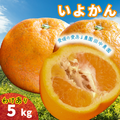 [2027年1月上旬頃から順次発送]伊予柑 約5kg 訳あり | みかん わけあり