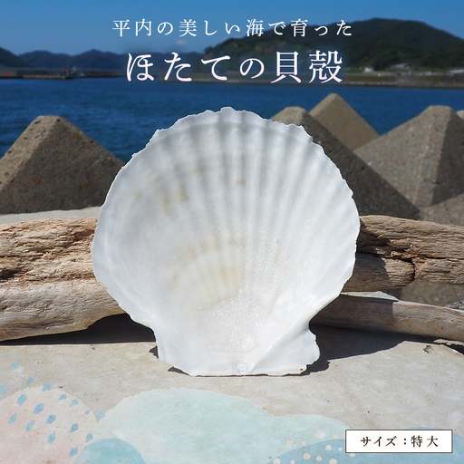 ほたての貝殻(特大)[ひらない暮らし北限椿舎] ホタテ 貝殻 特大 サイズ 殻 インテリア 食器 皿 グラタン皿 アウトドア キャンプ 工作 材料 ハンドメイド 青森県 平内町 F21J-369