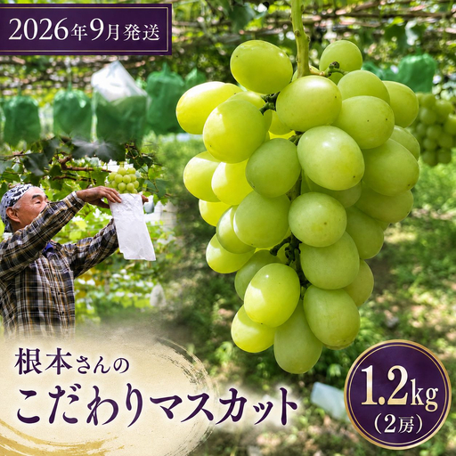 マスカット 根本さんのシャインマスカット 約1.2kg | 完熟 葡萄 ぶどう 甘い 大粒 フルーツ 産地直送 栃木県 矢板市