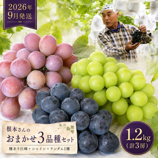 ぶどう 根本さんのお任せ3品種セット 巨峰 マスカット 約1.2kg | 完熟 葡萄 ぶどう 甘い 大粒 フルーツ 産地直送 栃木県 矢板市
