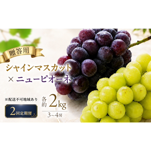 2回定期便 贈答用 シャインマスカット約2kg(3-4房)×ニューピオーネ約2kg(3-4房) 岡山県高梁市産 うめづぶどう園 化粧箱入り 葡萄 ブドウ 大粒 配送不可:北海道、沖縄、離島