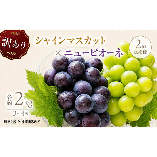 2回定期便 訳あり シャインマスカット約2kg(3-4房)×ニューピオーネ約2kg(3-4房) 岡山県高梁市産 うめづぶどう園 化粧箱入り 葡萄 ブドウ 大粒 配送不可:北海道、沖縄、離島