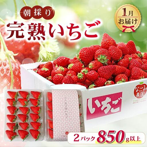 【2027年1月発送】いちご 完熟 紅ほっぺ 2パック