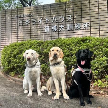 [返礼品なし]盲導犬育成へのご寄付 〜皆様の支援が社会をつなぐ〜 1万円