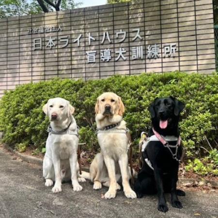 [返礼品なし]盲導犬育成へのご寄付 〜皆様の支援が社会をつなぐ〜 5万円