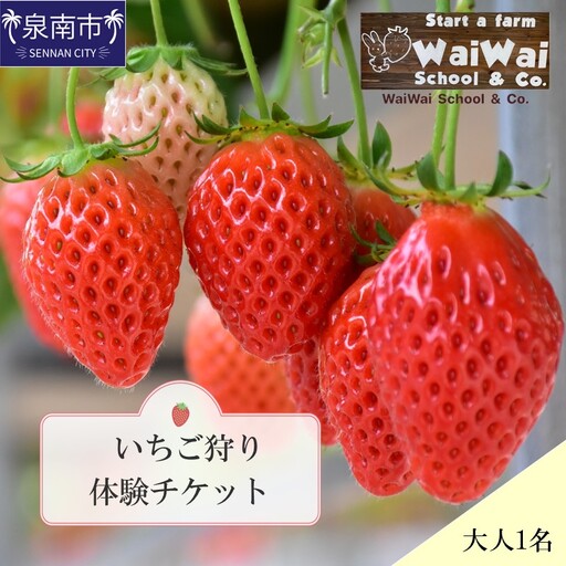 いちご狩り体験チケット(大人1名)[ふるさと納税3.0][117D-002]