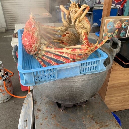 [数量限定]蒲郡産 タカアシガニのまるごと茹でたてお取り寄せ_[G0775]