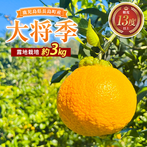 露地栽培の大将季（約３kg）国産 鹿児島県産 長島町 だいまさき フルーツ 柑橘 みかん 完熟 糖度13度【竪山果樹園】tate-1633