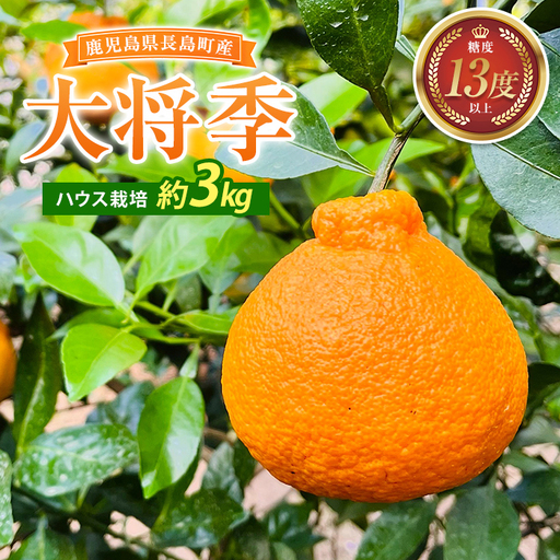 大将季（約３kg）国産 鹿児島県産 長島町 だいまさき フルーツ 柑橘 みかん 完熟 糖度13度【竪山果樹園】tate-1635