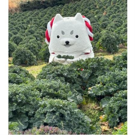 [限定5組]採れたてをそのまま持ち帰る、冬のプチヴェール(R)収穫体験(1組5名様まで)