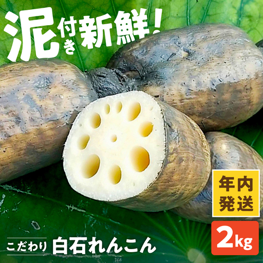 【先行予約 2026年11月～発送】【年内発送】こだわり白石れんこん 2kg[IAW010]
