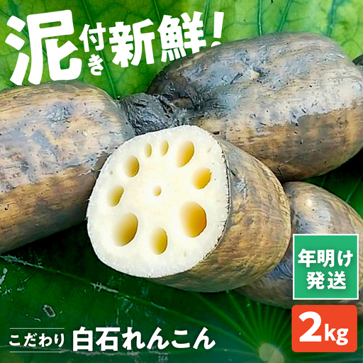 [先行予約 2027年1月〜発送][年明発送]こだわり白石れんこん 2kg