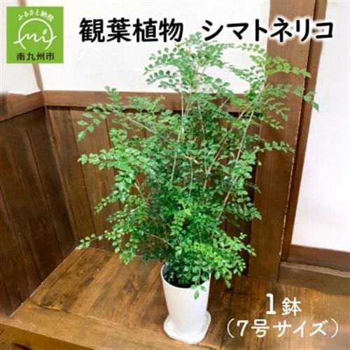 観葉植物 シマトネリコ1鉢【1768088】