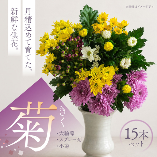 菊 15本セット [柴田花園] 菊 生花 花
