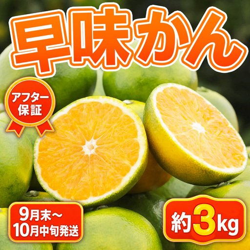 みかん 早味かん みかん約3kg【2026年9月末～10月発送】