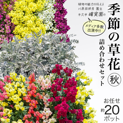 メディア出演多数のプロが厳選!季節の草花 [ 秋 ] 詰め合わせセット(約20ポット)