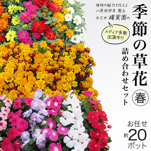 メディア出演多数のプロが厳選!季節の草花 [ 春 ] 詰め合わせセット(約20ポット) 花 花苗 ガーデニング 寄せ植え 花壇 プランター 確実園 確実園園芸場 川原田邦彦 ペチュニア マリーゴールド ガザニア 白妙菊 シロタエギク キンギョソウ ヒメキンギョソウ アルメリア アソート おまかせ