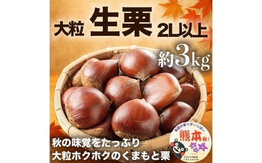 生栗 クリ 大粒 2L以上 約3kg くり 栗 栗ご飯 秋 旬 果物 くだもの 果実 国産 熊本県産 [ 2026年9月上旬から10月上旬発送予定 ]