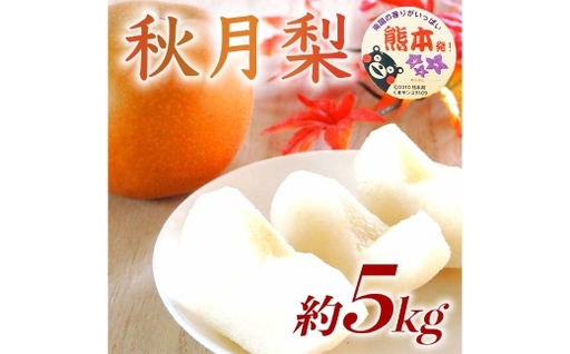 秋月梨 約5kg ( 6 〜 18玉 ) 梨 なし ナシ 果物 くだもの フルーツ 果実 果汁 果肉 国産 熊本県産 [ 2026年9月上旬から9月下旬発送予定 ]