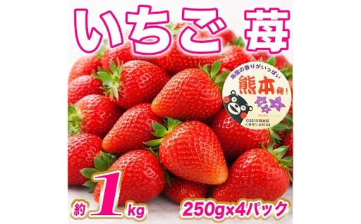 いちご 約1kg ( 250g × 4パック ) イチゴ 苺 果物 くだもの フルーツ 果実 果肉 国産 熊本県産 [ 2027年1月上旬から2月上旬発送予定 ]