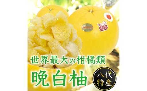 晩白柚 L サイズ 2玉 約3kg 柑橘系 柑橘類 柑橘 果物 くだもの フルーツ 果実 果汁 果肉 国産 熊本県産 [ 2026年12月上旬から2027年2月下旬発送予定 ]