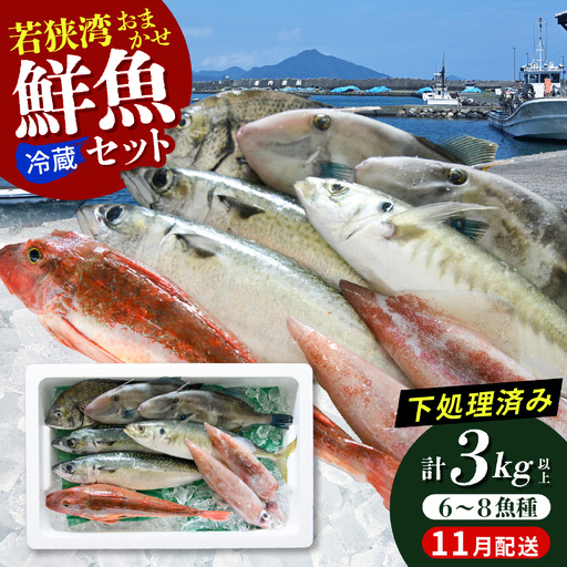 若狭湾鮮魚セットおまかせ3kg以上（6～8魚種）【11月発送】