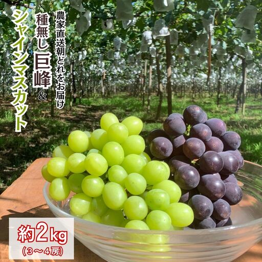 [農家直送(収穫日に発送)]種無し 巨峰 と シャインマスカット MIX 約2kg (3〜4房)
