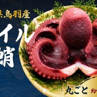 天然真蛸のボイル 1杯(冷蔵)三重県鳥羽で水揚げされた天然真蛸のボイル