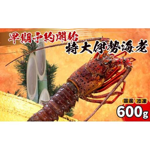 [伊勢海老] [年末予約配送･1日着]特大伊勢海老 1匹