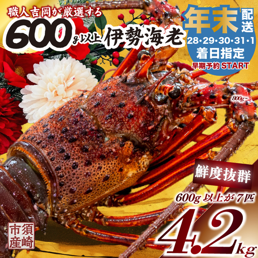 【伊勢海老】 【年末予約配送･29日着】特大伊勢海老 7匹