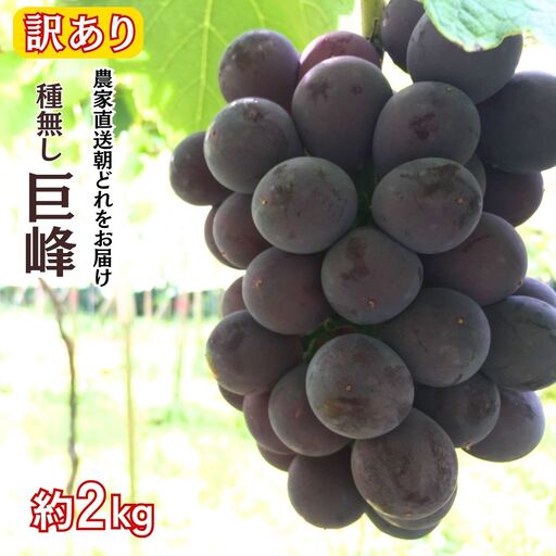 訳アリ 種無し 巨峰 約2kg | 訳あり