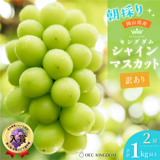 ぶどう 2026年[ご家庭用] シャイン マスカット 2房(合計1kg以上) ブドウ 葡萄 岡山県産 国産 フルーツ 果物 OEC KINGDOM ぶどう家 果物類